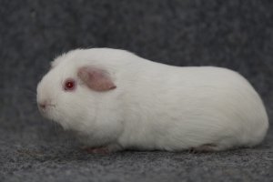 Suri Cavia Secret