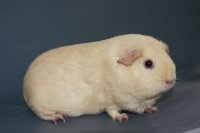 Sakura Cavia Secret 96,5b. Európsky šampión 