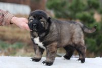 male 6 weeks