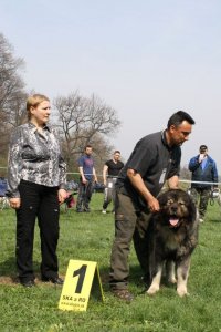 Kazbegi Emir (S.U. Izumrud x Nayana E. Ch.) Klubový víťaz